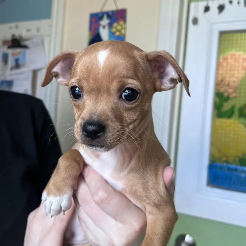 A baby small-sized female Yellow / Tan / Blond / Fawn Chihuahua dog named Oakliea for adoption in San Pablo, CA