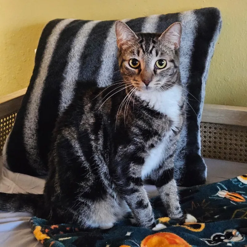 A young small-sized male Brown / Chocolate Domestic Short Hair cat named Persy for adoption in Long Beach, CA