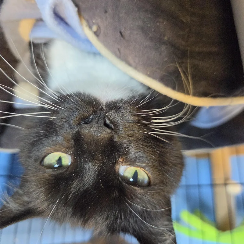 An adult large-sized female Black & White / Tuxedo Domestic Short Hair cat named Chicago for adoption in Brookings, SD