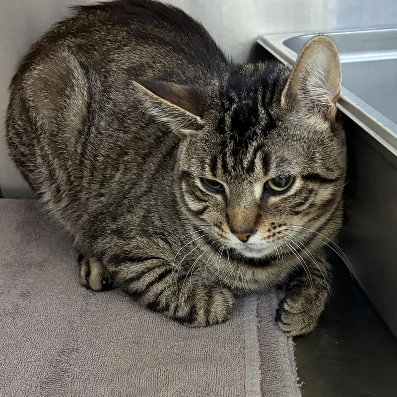 An adult medium-sized male Tabby (Brown / Chocolate) American Shorthair cat named Todd for adoption in Scituate, MA