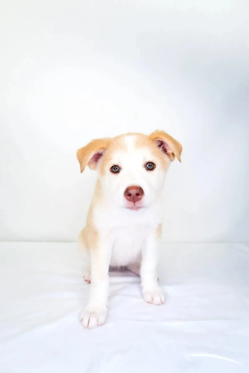 A baby medium-sized female White / Cream Great Pyrenees dog named Janice Avery for adoption in Bixby, OK