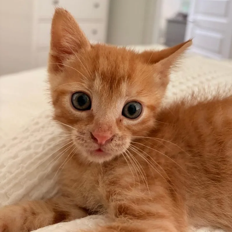 A baby small-sized male Orange / Red Domestic Short Hair cat named Terance for adoption in Austin, TX