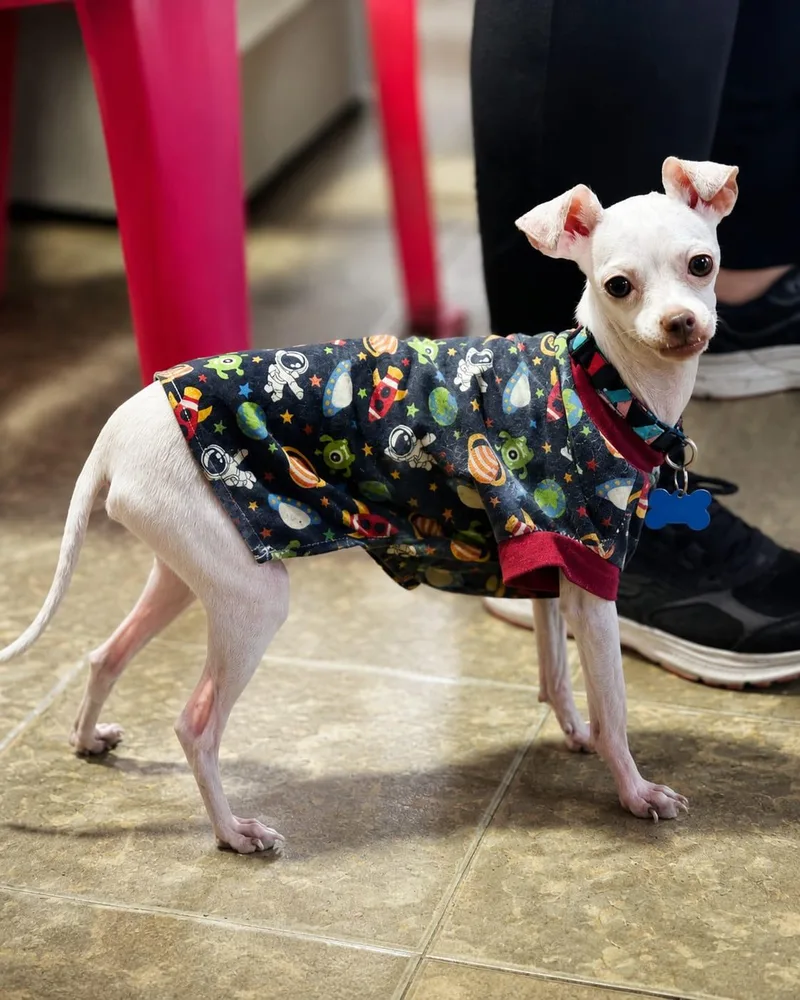 An adult small-sized male White / Cream Chihuahua dog named Bartok for adoption in Georgetown, TX