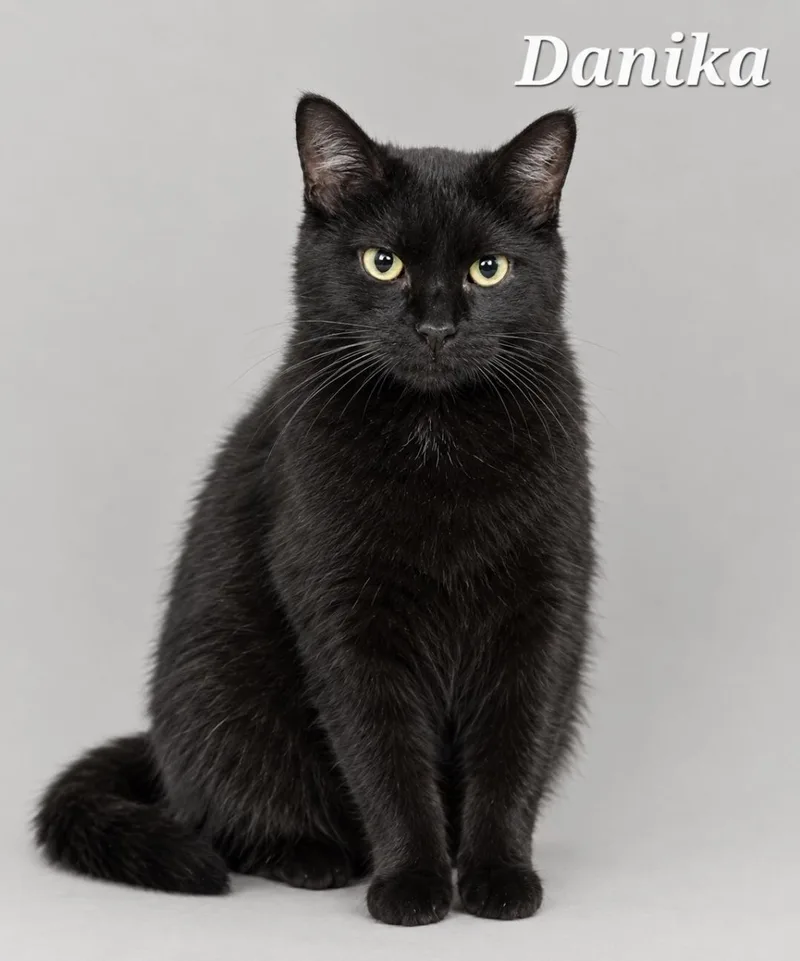 A young medium-sized female Black Domestic Short Hair cat named Danika for adoption in Cranberry Township, PA