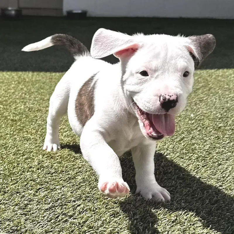 A baby medium-sized male White / Cream Terrier dog named Dipstick for adoption in LOXAHATCHEE, FL