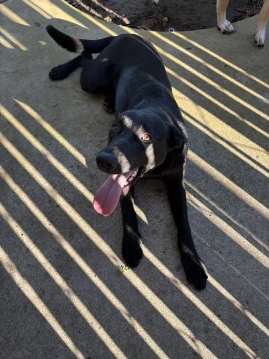 A young large-sized female Labrador Retriever dog named Peanut for adoption in Olivehurst, CA