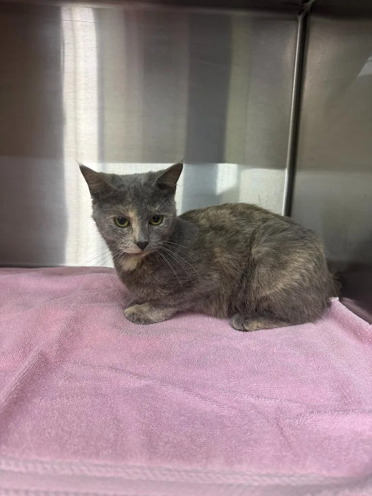 A young medium-sized female Domestic Medium Hair cat named Penny for adoption in Lagrange, IN