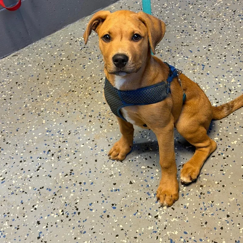 Tuscstray thumbnail 2