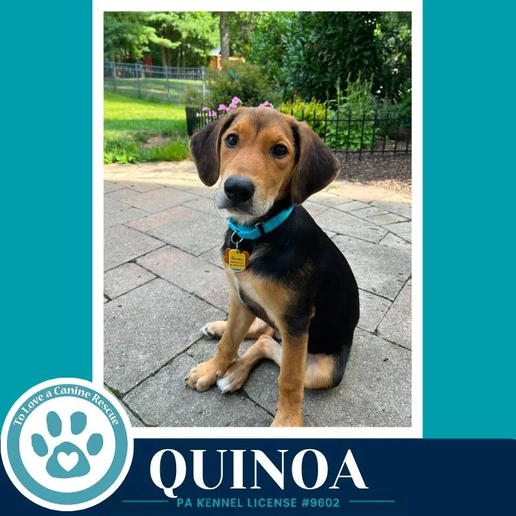 A baby large-sized female Brown / Chocolate Labrador Retriever dog named Quinoa for adoption in Kimberton, PA