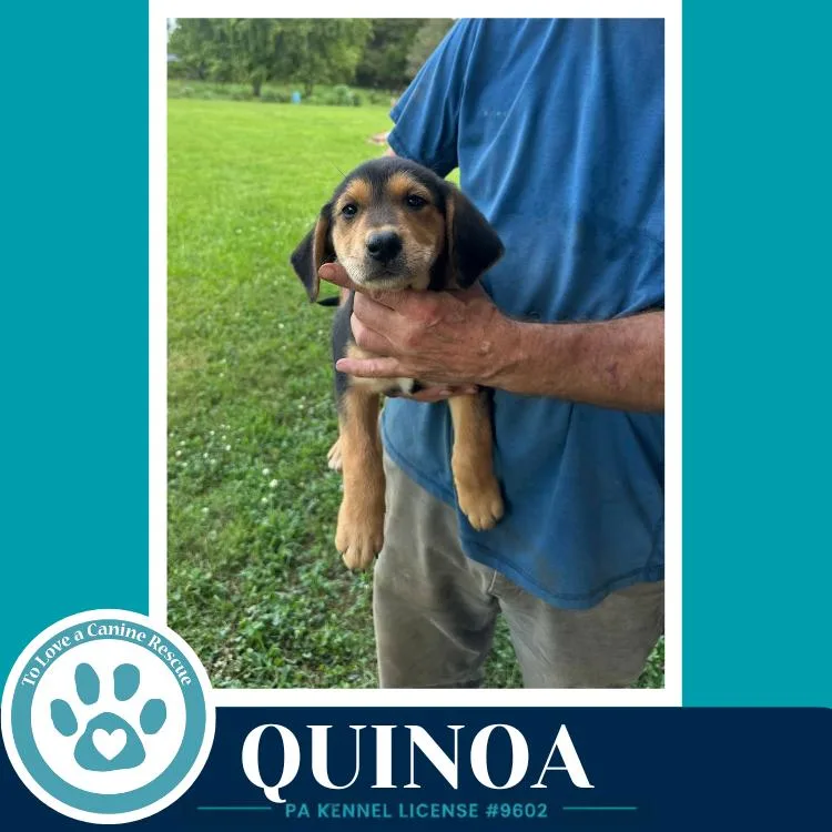 Quinoa thumbnail 2