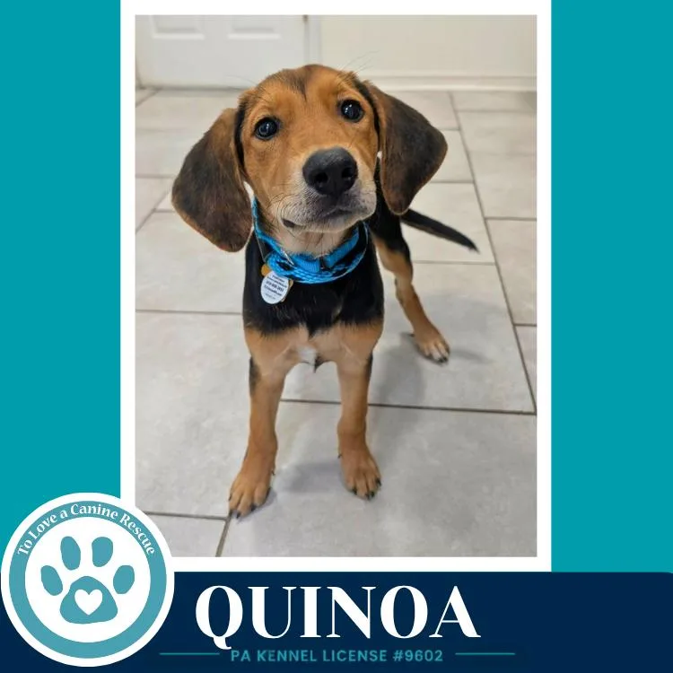 Quinoa thumbnail 3