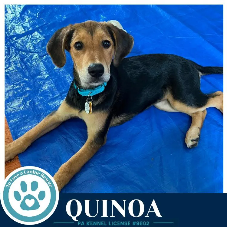 Quinoa thumbnail 4