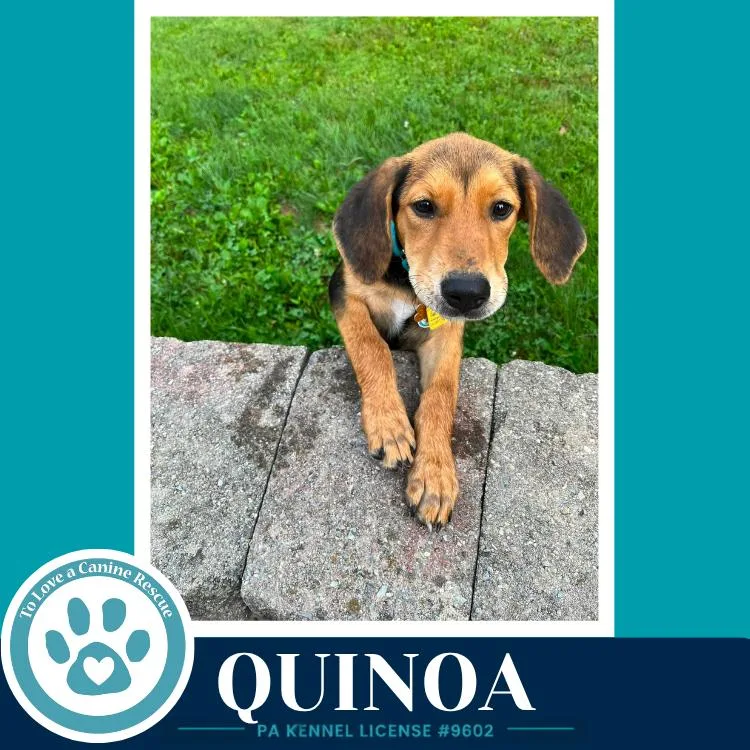 Quinoa thumbnail 5
