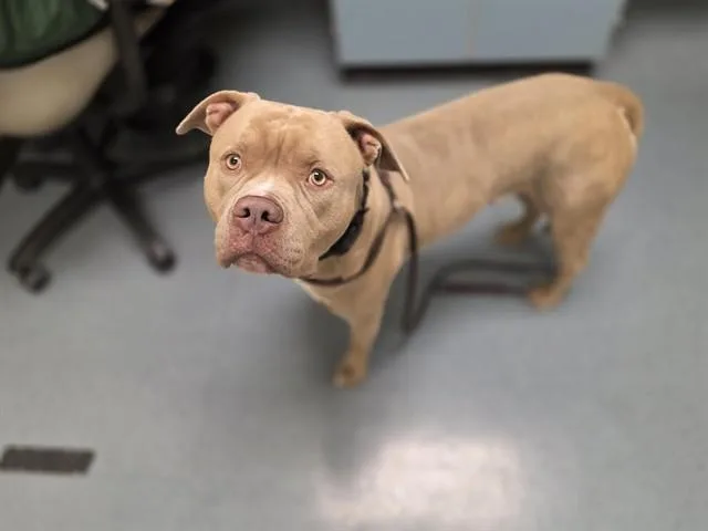 An adult large-sized male Pit Bull Terrier dog named Moomba for adoption in Denver, CO