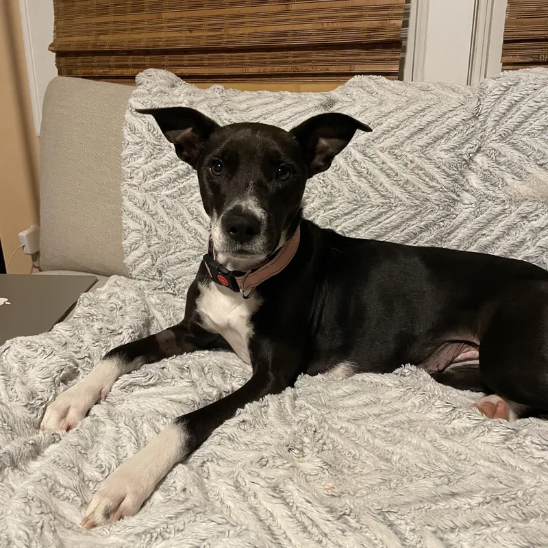 A young medium-sized female Black Terrier dog named Tillie for adoption in Rock Hill, SC