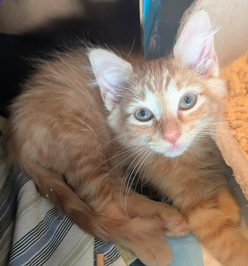 A baby small-sized male Tabby (Orange / Red) Domestic Medium Hair cat named Rudy for adoption in Louisa, VA