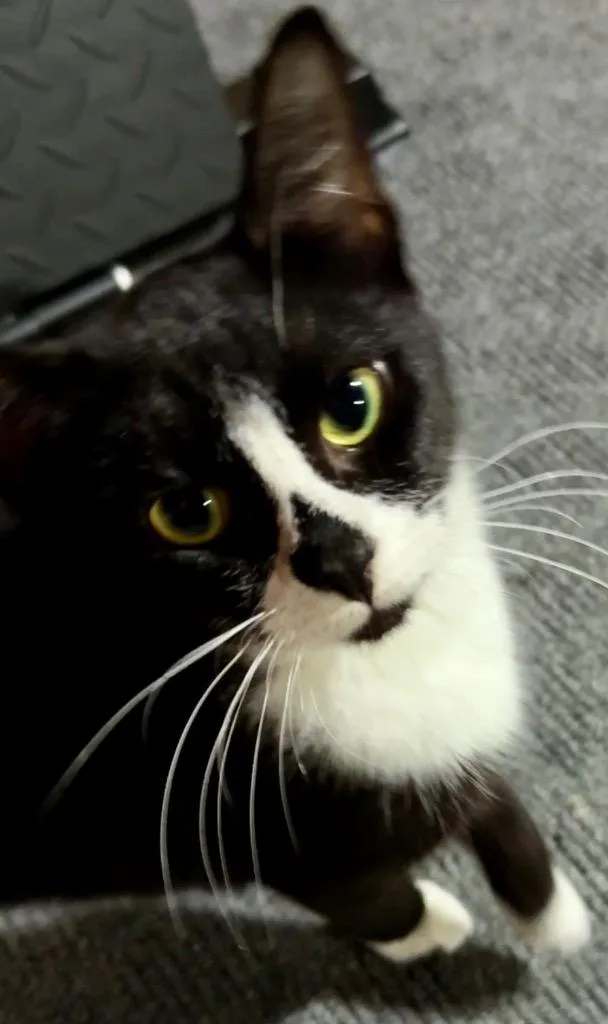 A young small-sized female Domestic Short Hair cat named Mabel for adoption in Darien, GA