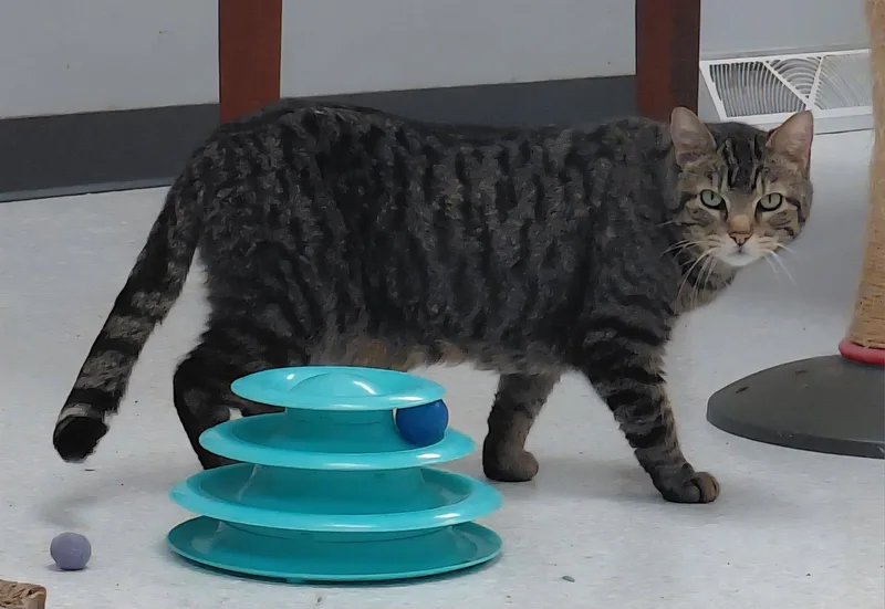 An adult medium-sized female Domestic Short Hair cat named Cleo for adoption in Montello, WI
