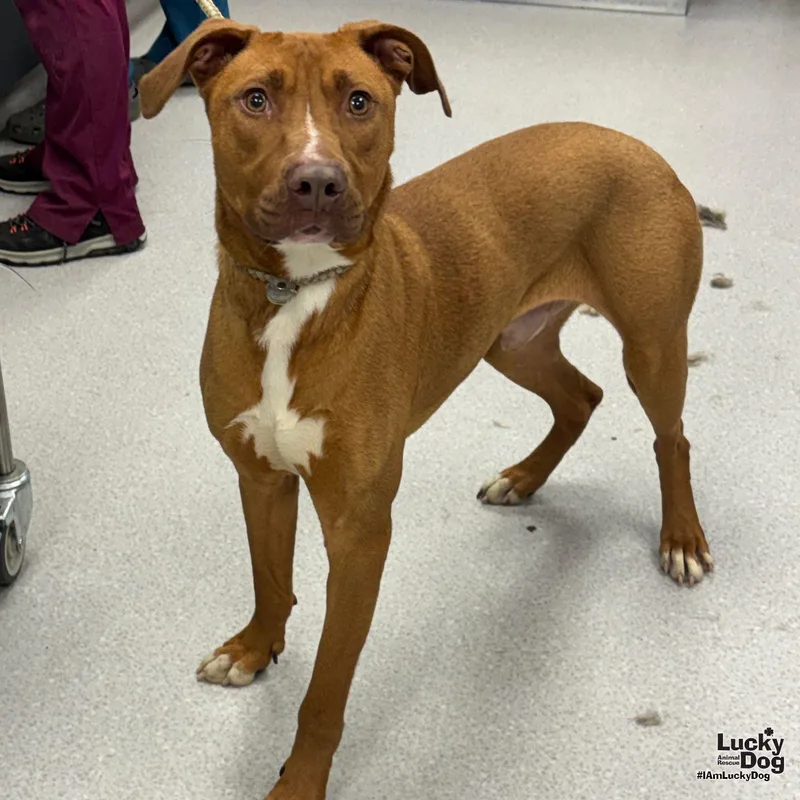 A young large-sized male Retriever dog named Napoleon for adoption in Washington, DC