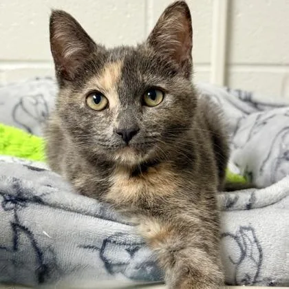 A baby small-sized female Domestic Short Hair cat named Starwanda for adoption in Wheaton, IL
