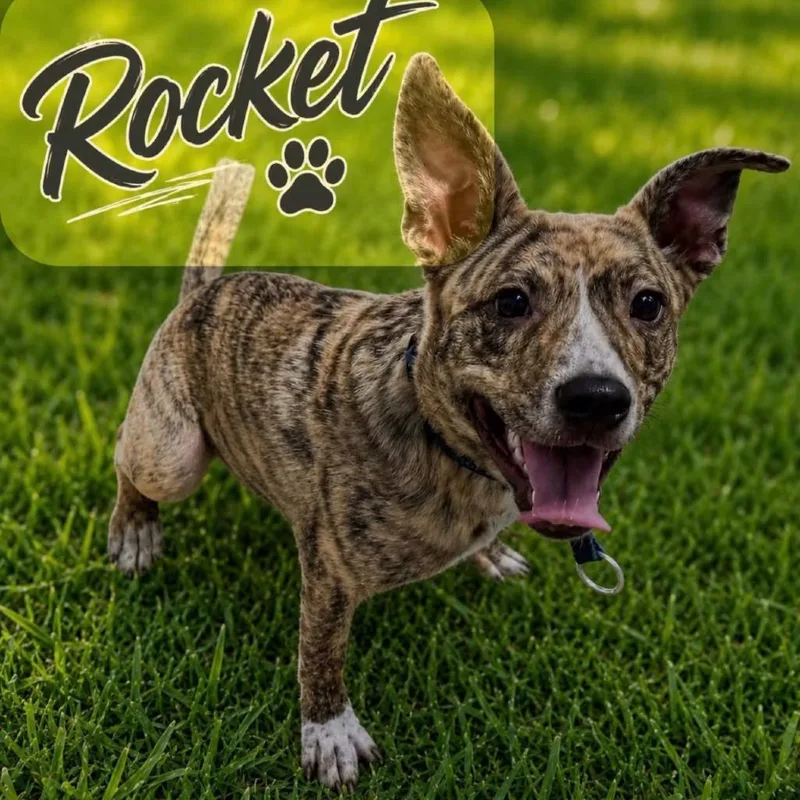 A young medium-sized male Brindle Catahoula Leopard Dog dog named Rocket for adoption in Grand Junction, CO