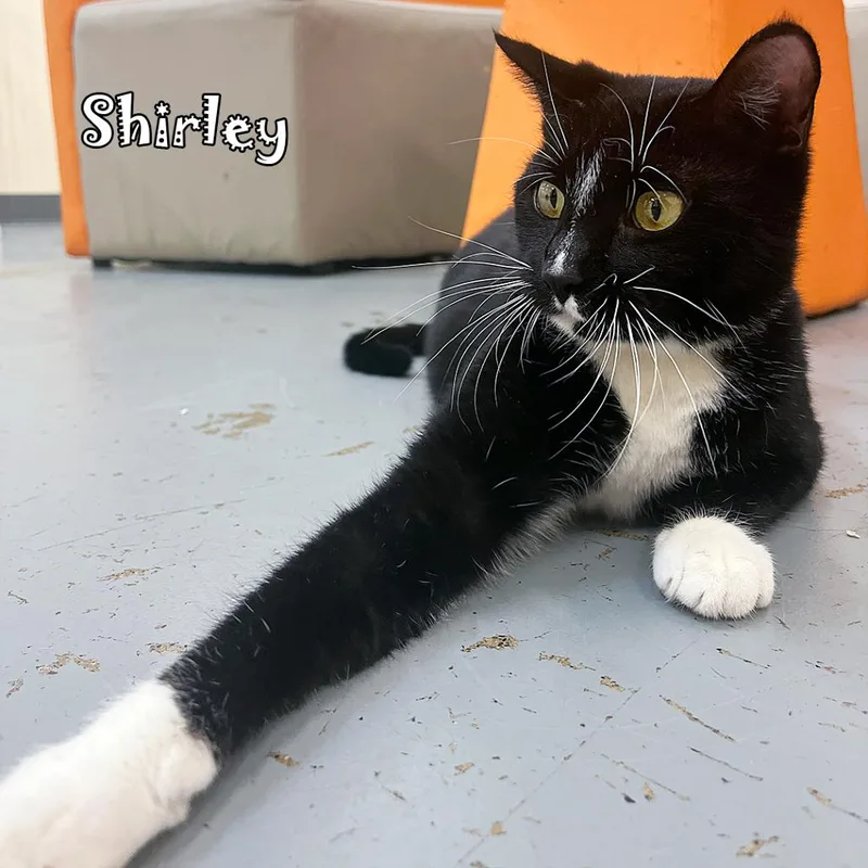 An adult medium-sized female Black Domestic Short Hair cat named Shirley @PAWZ pet cafe for adoption in Carmel, IN