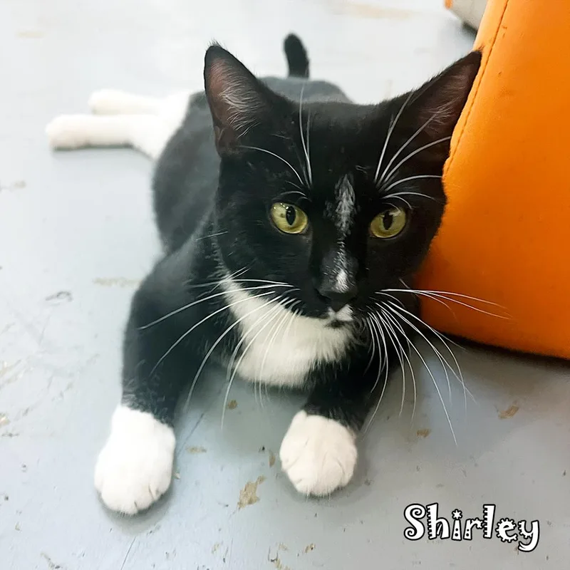 Shirley @PAWZ pet cafe thumbnail 2