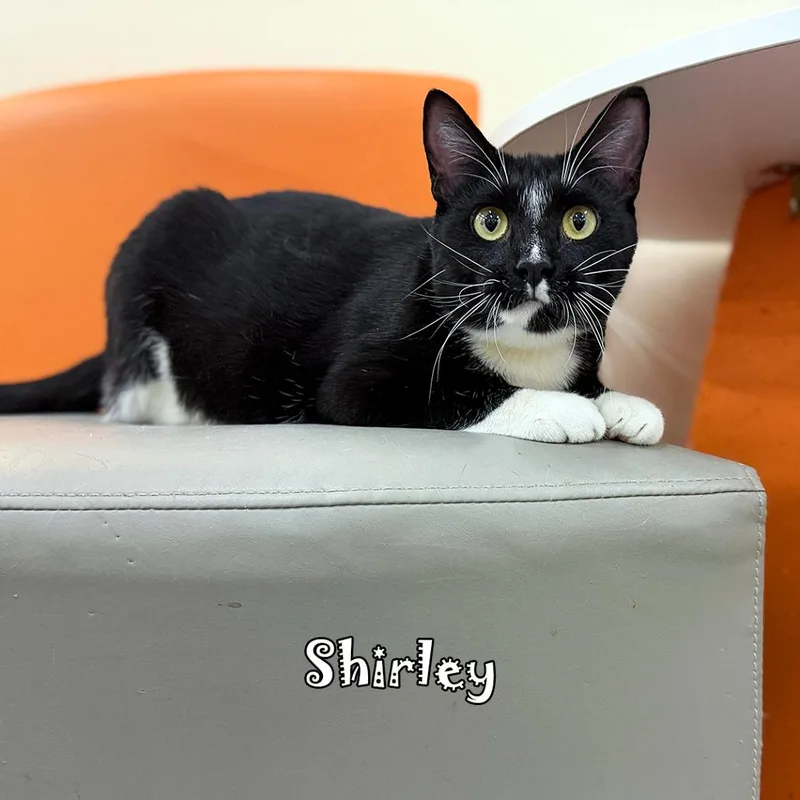 Shirley @PAWZ pet cafe thumbnail 3