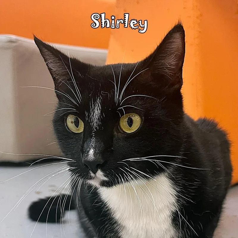 Shirley @PAWZ pet cafe thumbnail 4