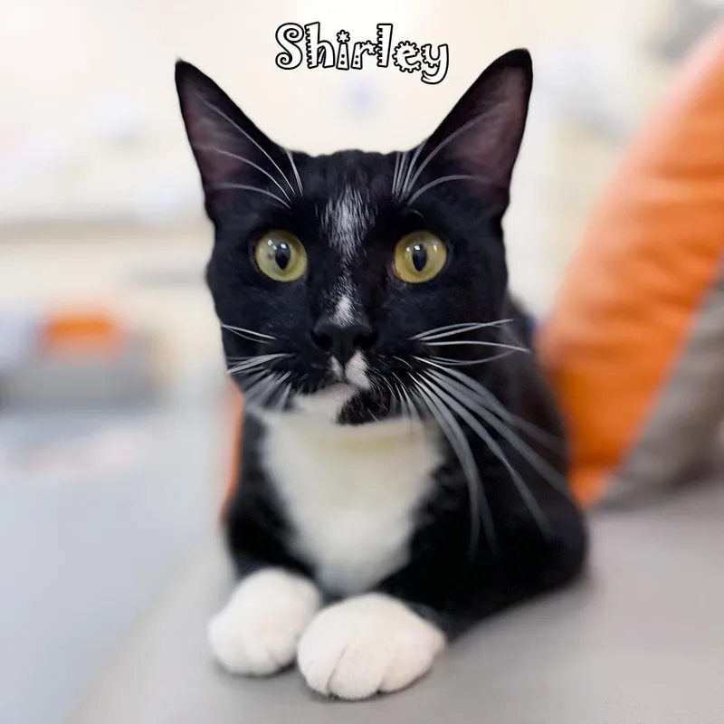 Shirley @PAWZ pet cafe thumbnail 5