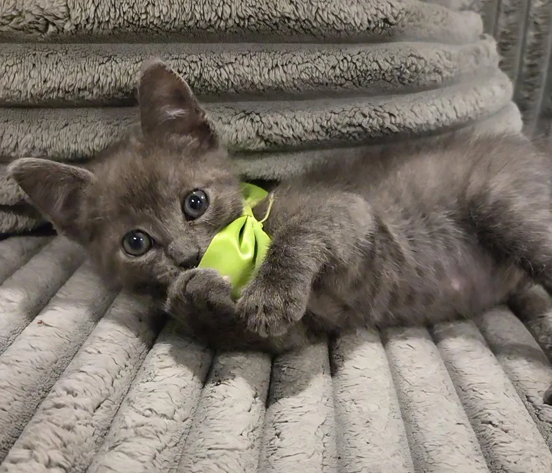 A baby medium-sized male Gray / Blue / Silver Domestic Medium Hair cat named Fozzie Bear for adoption in Magnolia Springs, AL