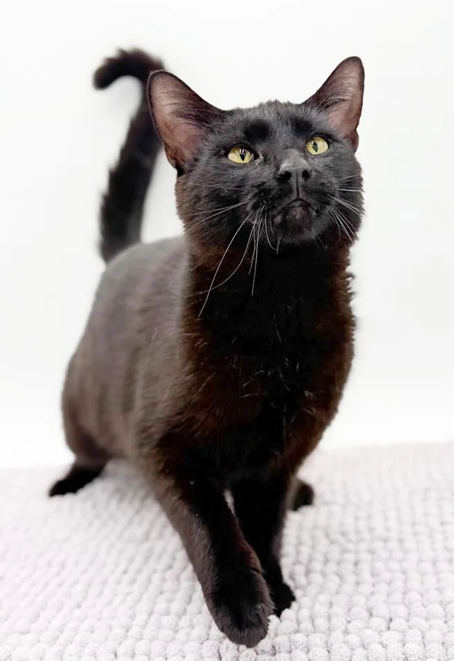 Goober Is A Funny thumbnail 2