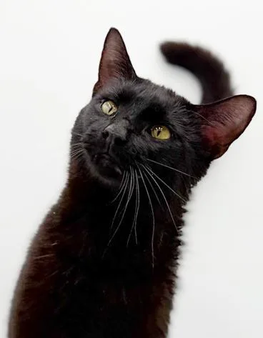 Goober Is A Funny thumbnail 3