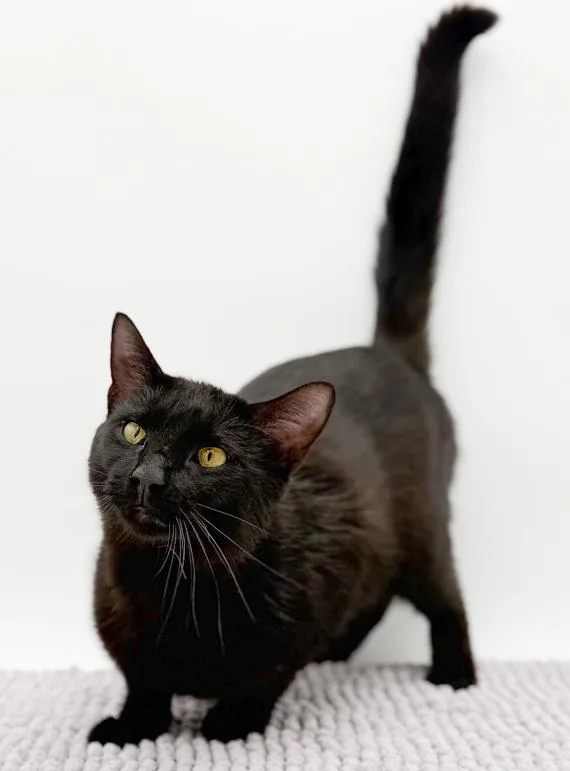 Goober Is A Funny thumbnail 4