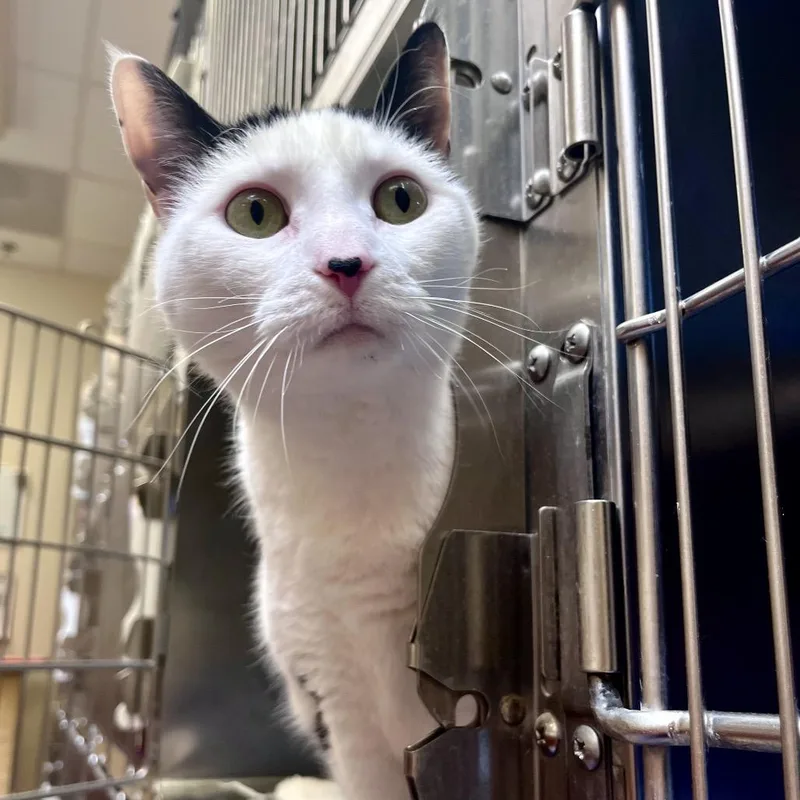 An adult large-sized female White Domestic Short Hair cat named Lovey for adoption in York, PA