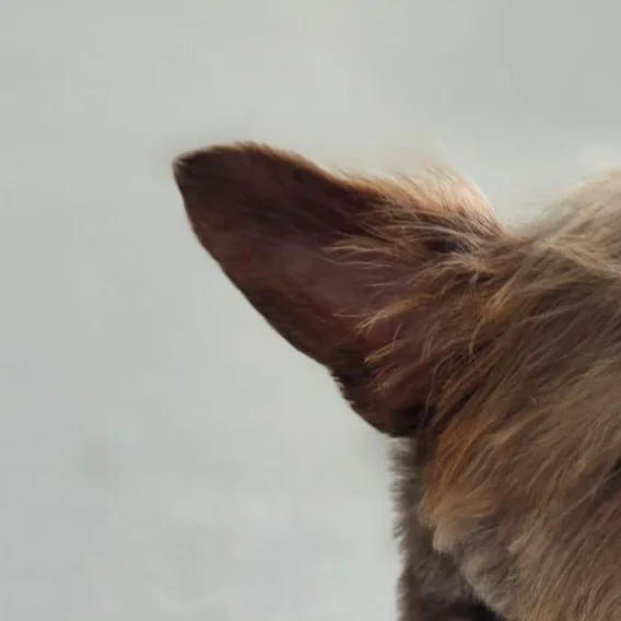 Rokko thumbnail 2