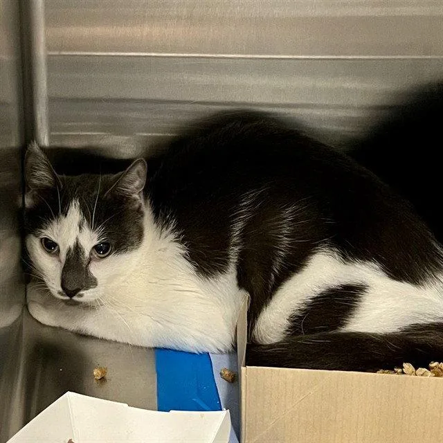 A young small-sized female Gray / Blue / Silver Domestic Short Hair cat named Marsala for adoption in Tavares, FL