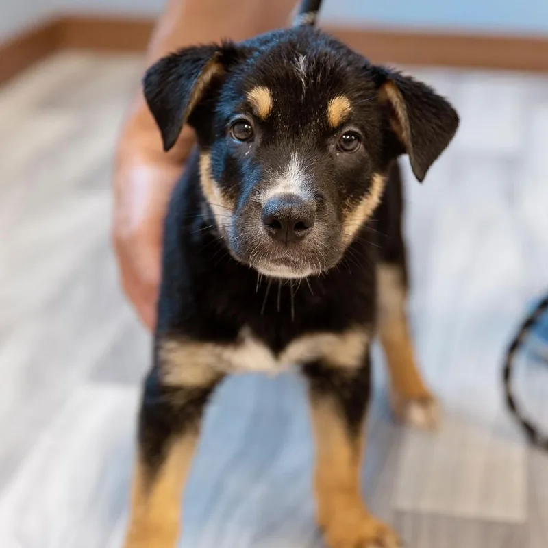 A baby large-sized male Black Labrador Retriever dog named Paulie for adoption in Brainerd, MN
