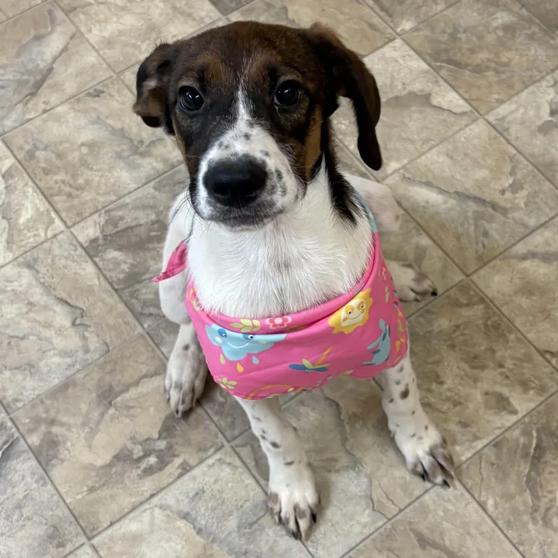 A young medium-sized female Tricolor (Brown, Black, & White) Mixed Breed dog named Kathryn for adoption in Pilot Point, TX