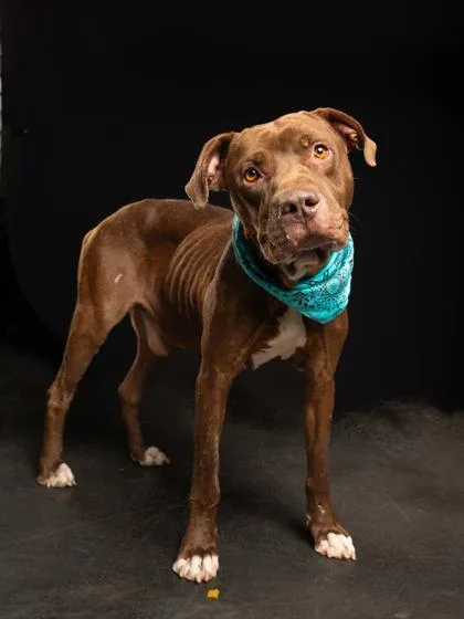 An adult medium-sized male Pit Bull Terrier dog named Gerald for adoption in Atlanta, GA