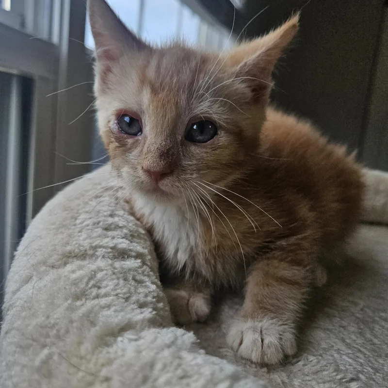 A baby medium-sized male Orange / Red Domestic Short Hair cat named Atomic Tangerine for adoption in Seneca, SC