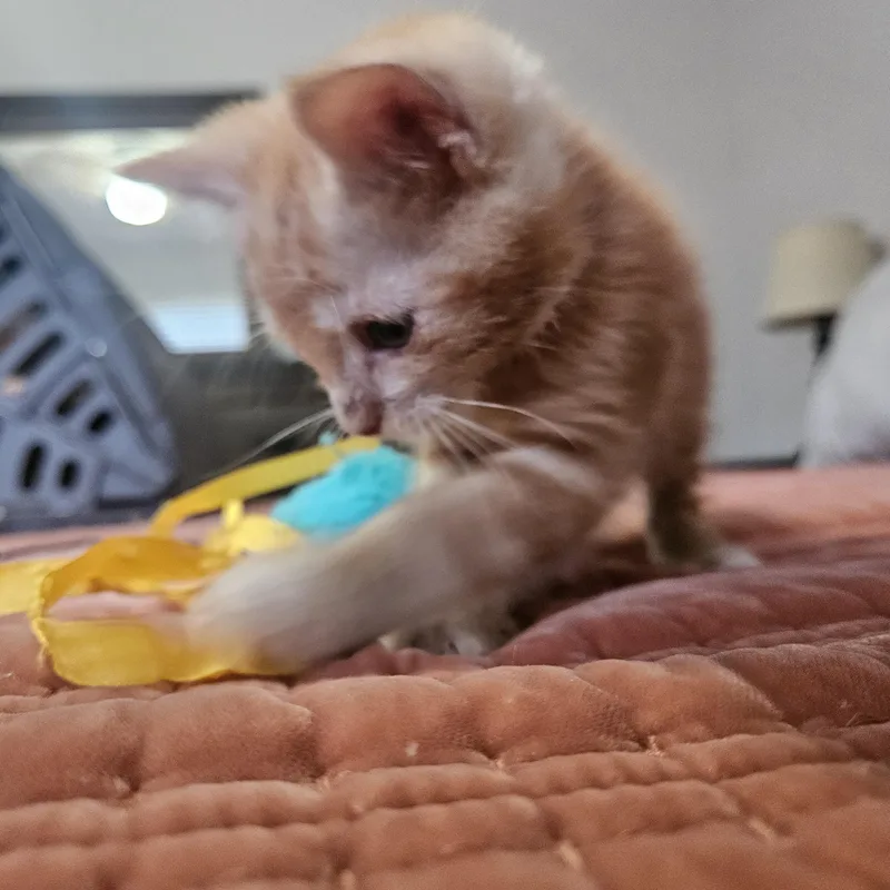 Atomic Tangerine thumbnail 3