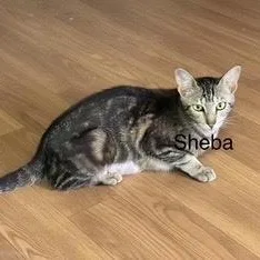 A baby medium-sized female Tabby (Brown / Chocolate) Domestic Short Hair cat named Sheba for adoption in Orange, CA