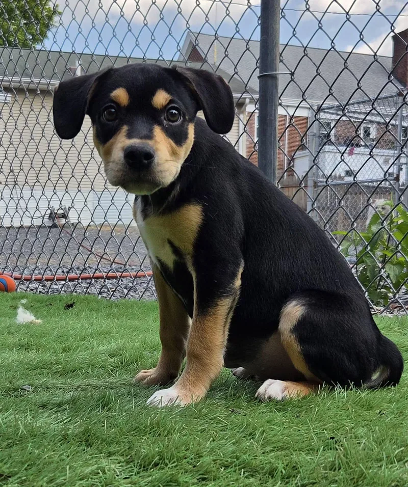 A young large-sized female Mixed Breed dog named Lola for adoption in Kearneysville, WV
