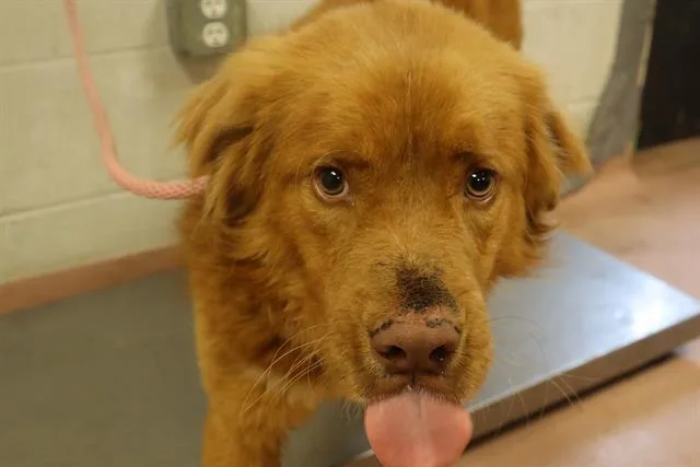 An adult large-sized male Mixed Breed dog named Pollen for adoption in Columbia, SC