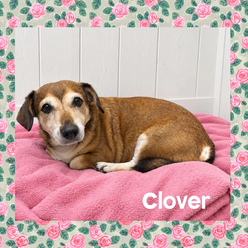 A senior small-sized female Beagle dog named Clover for adoption in Mokena, IL