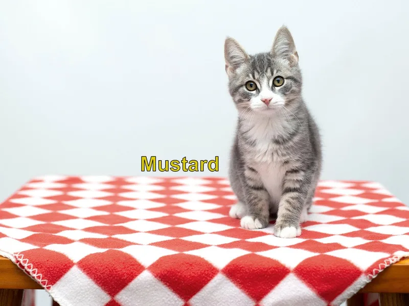 A baby medium-sized male Gray & White Domestic Short Hair cat named Mustard for adoption in Rochester, NY
