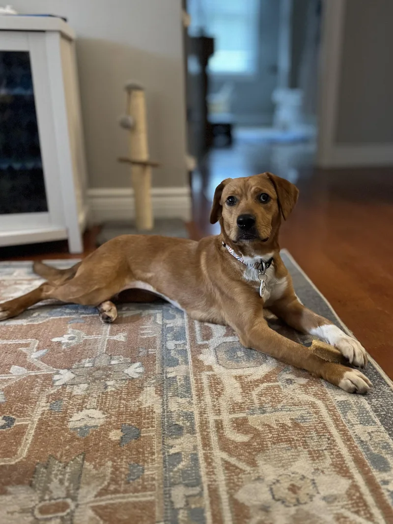 A baby medium-sized female Beagle dog named Toodles for adoption in Murphysboro, IL