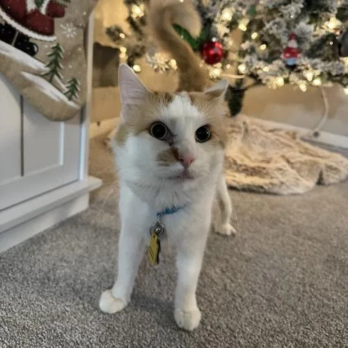 An adult medium-sized male Orange / Red Domestic Short Hair cat named Mr. Ginger for adoption in Minneapolis, MN