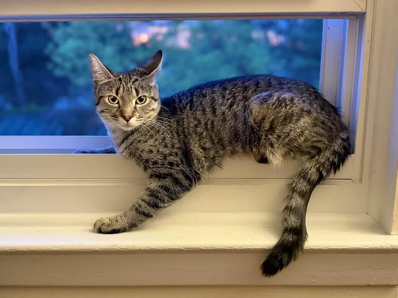 A young medium-sized female Tabby (Brown / Chocolate) Domestic Short Hair cat named Flower for adoption in Old Bridge, NJ